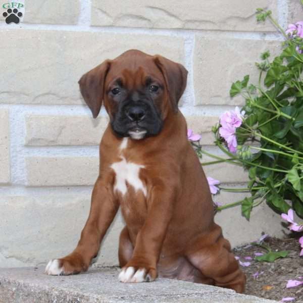 King, Boxer Puppy